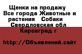 Щенки на продажу - Все города Животные и растения » Собаки   . Свердловская обл.,Кировград г.